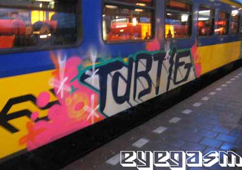 turtle01.jpg